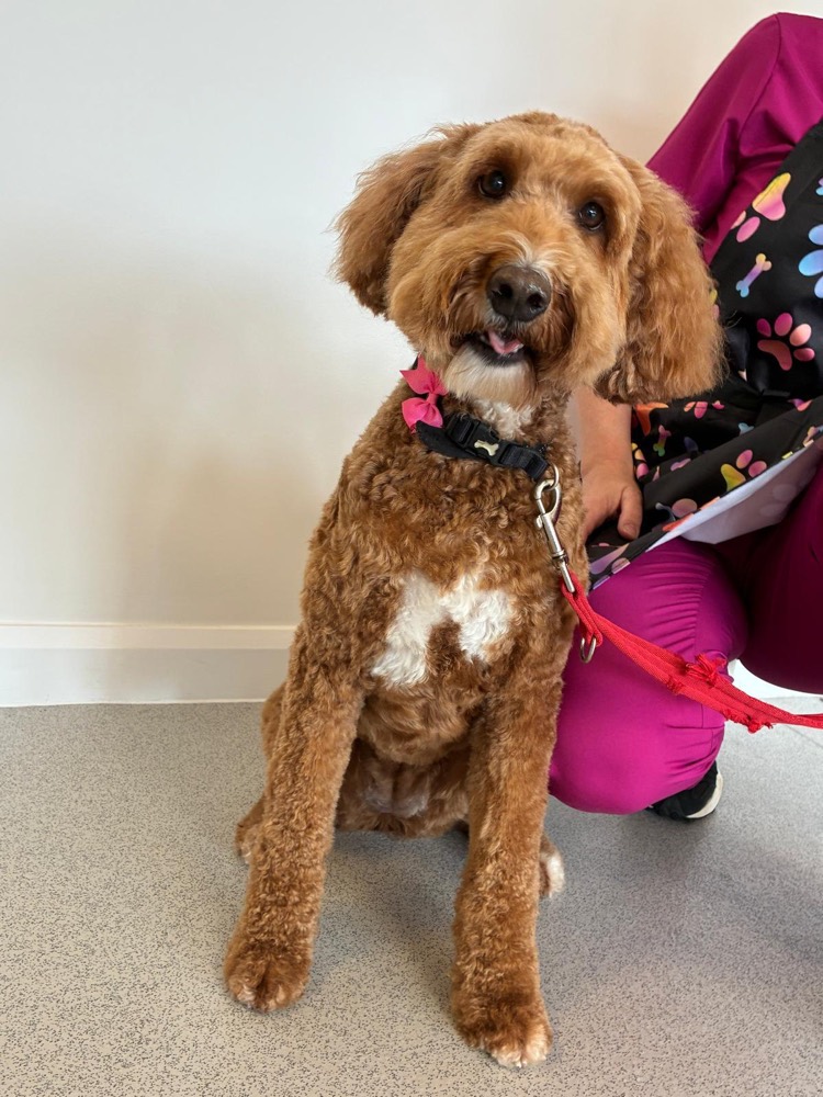 Red cockapoo after a full groom