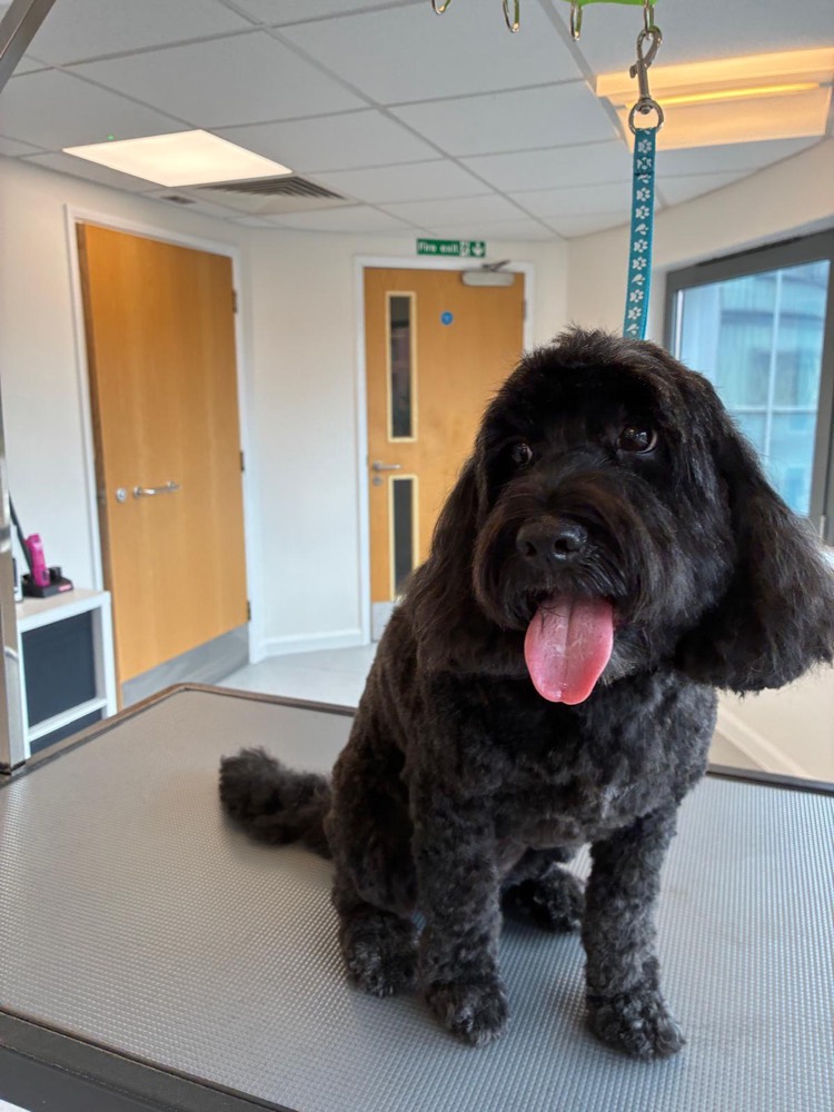 Black cockapoo after a full groom