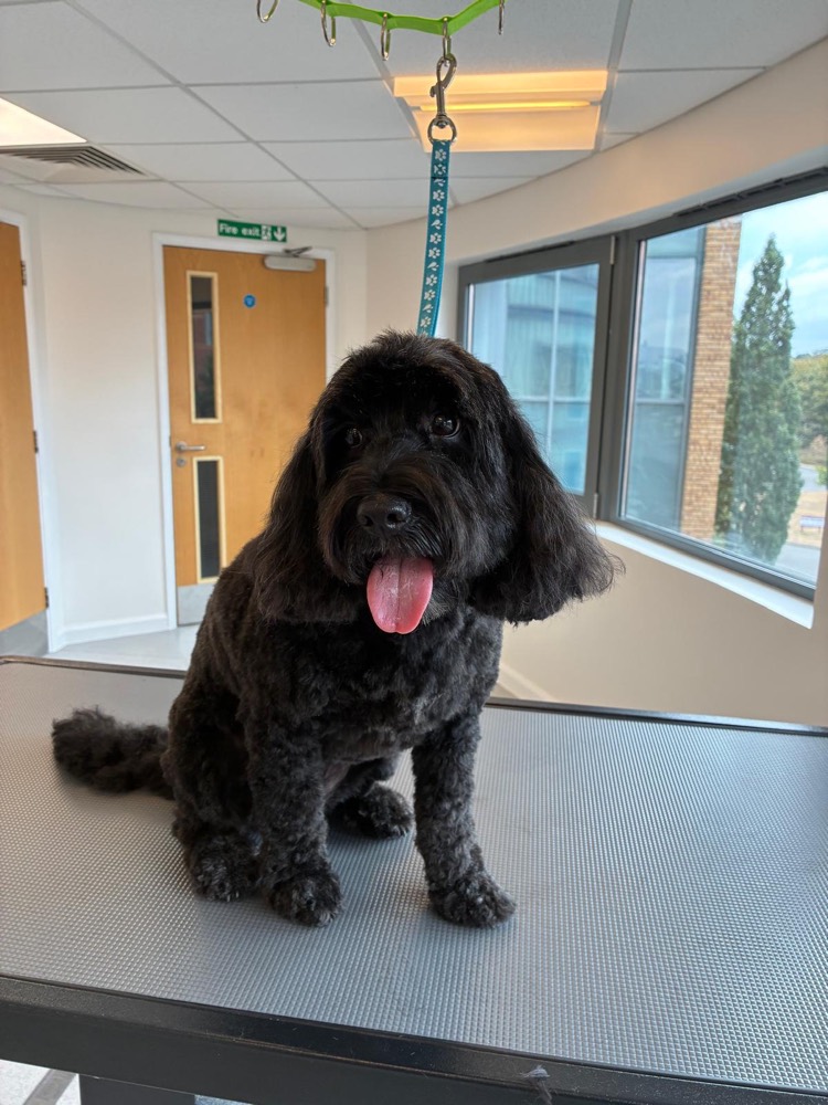 Black cockapoo after a full groom