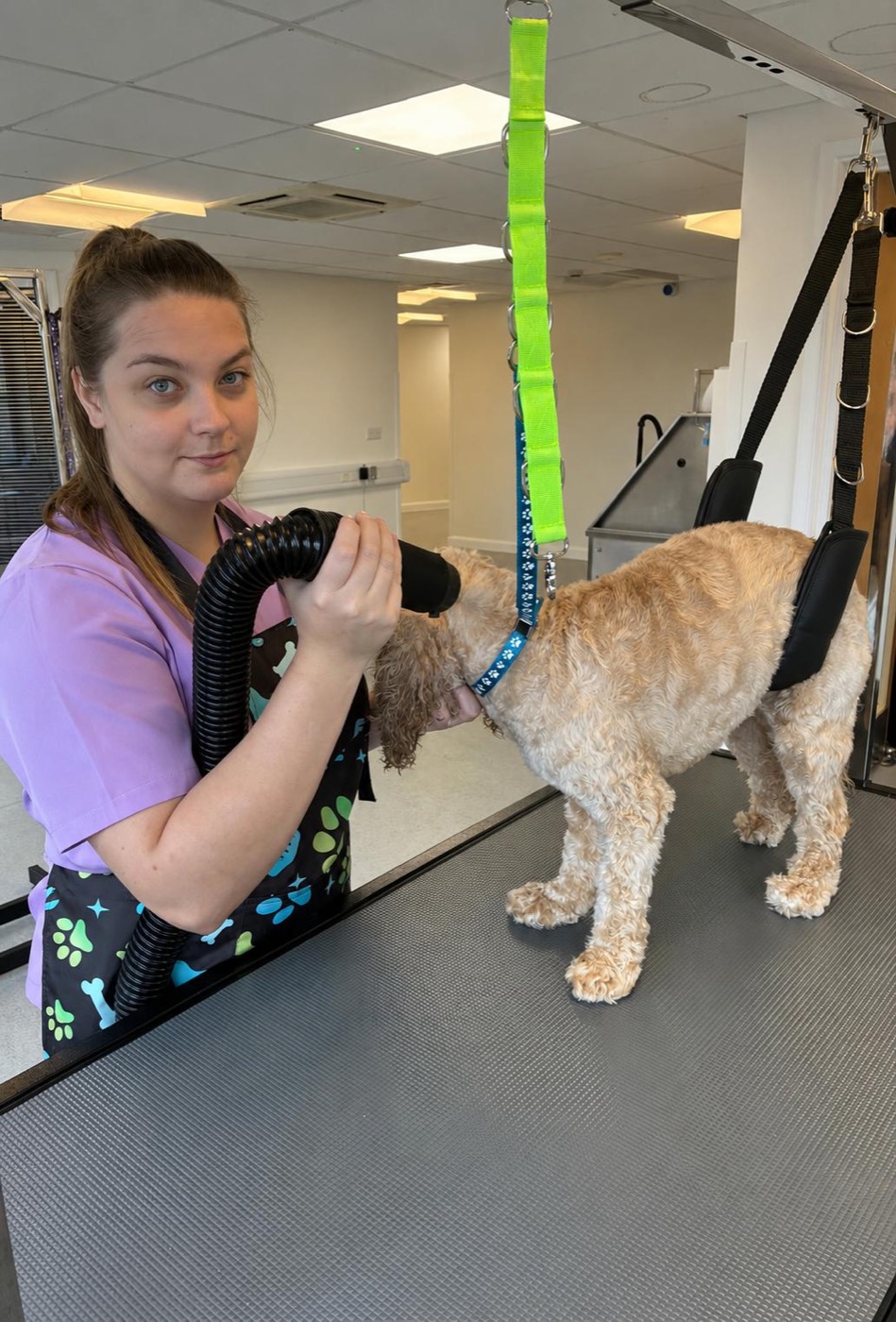 Karla drying a cockapoo at Woof Paradise